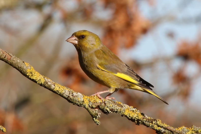 Mobirise Website Builder